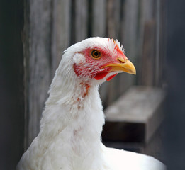 young broiler chicken in the poultry yard