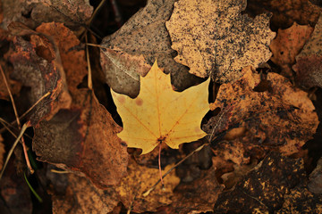fallen yellow leaves texture