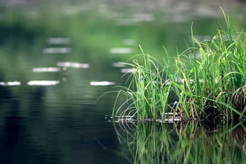 naturreinheit gras am flussufer © kichigin19