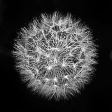 Fototapeta fluffy white dandelion on a black background