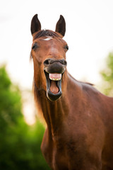 Bay horse yawning - 58928129