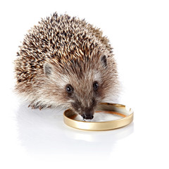 Obraz premium The hedgehog eats sour cream.