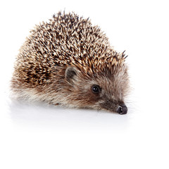 Prickly hedgehog