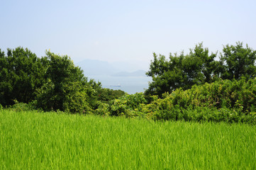Teshima-6