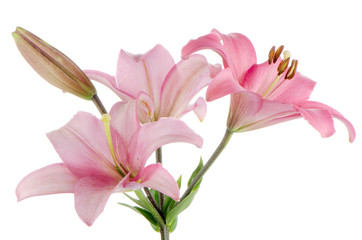 Fototapeta premium Pink lilies
