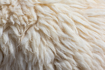 Fleece sheep background