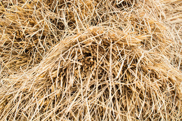 Rice straw  in rice field