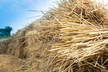 Rice straw  in rice field