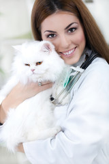 A veterinarian holding a white Persian Cat