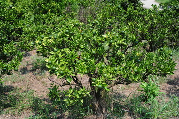 Fototapeta na wymiar Citrus sphaerocarpa-Cabos-3