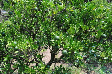 Fototapeta premium Citrus sphaerocarpa-Cabos-4