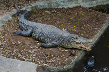 crocodile