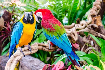 Gordijnen papegaai © khunkornStudio