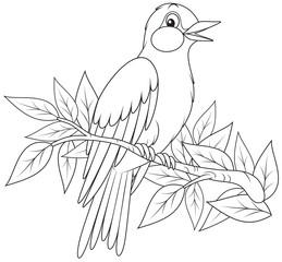 Hangbird singing on a branch