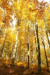 Beech Forest in the orange colors of autumn