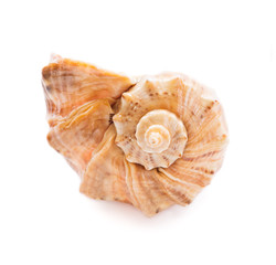 Sea shell on white background