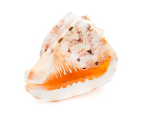 Sea shell on white background
