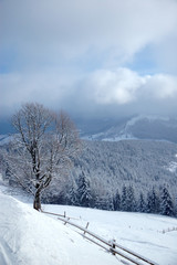 Beautiful winter landscape with snow covered trees