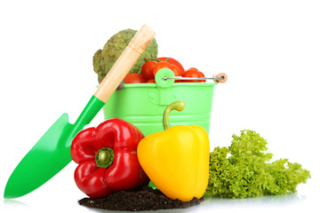 Vegetables with ground isolated on white