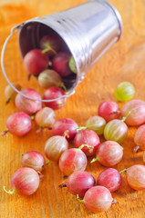 gooseberry