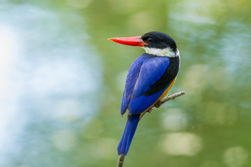Black-capped Kingfisher (Halcyon pileata) turn to look at us