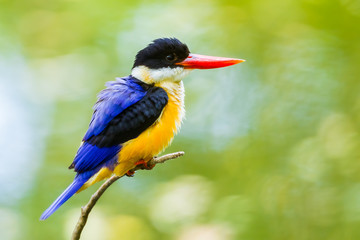 Beautiful Black-capped Kingfisher swell her feather