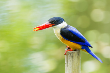 Fototapeta premium Black-capped Kingfisher (Halcyon pileata) with fish in her mount
