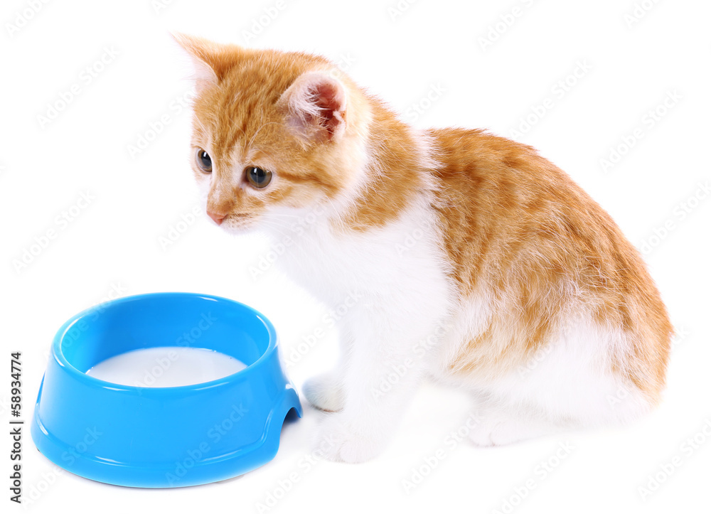 Wall mural Little kitten drinks milk isolated on white