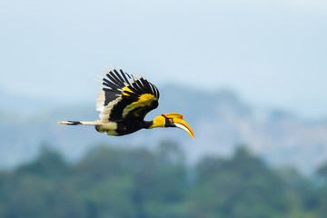 Great Hornbill  flying in nature at Khao Yai National Park, - obrazy, fototapety, plakaty