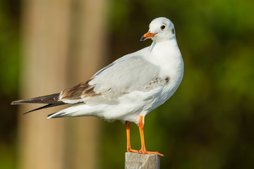 Young Common Gull (European and Asian subspecies) in nature