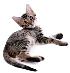 Little kitten with ball isolated on white