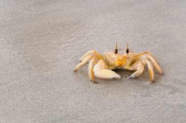Crab on the beach