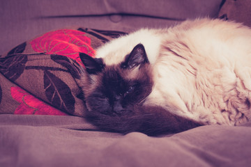 Fluffy Birman cat sleeping on sofa