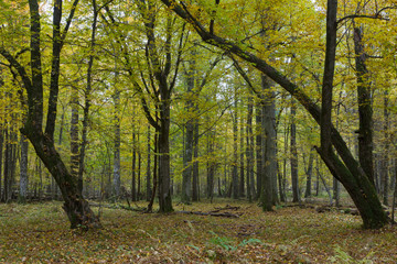 Old hornbeam trees in fall