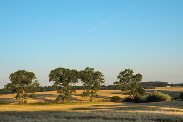 Large trees on a wheat field