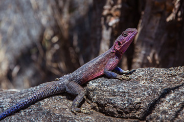 Purple lizard sitting on the rock