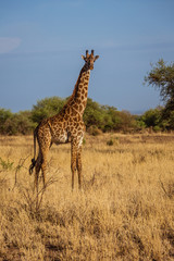 Naklejka na ściany i meble African Giraffe walks