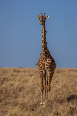 Giraffe with birds on neck