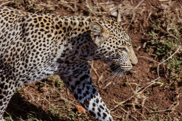 Fototapeta na wymiar Walking leopard