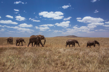 African landscape walking elephant family