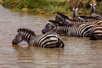 Fototapeta na wymiar Zebras at the watering