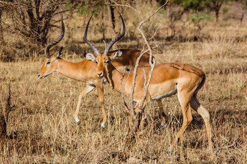 Naklejka premium Couple of antelopes impala