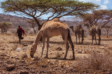 African landscape camels and a shepherd