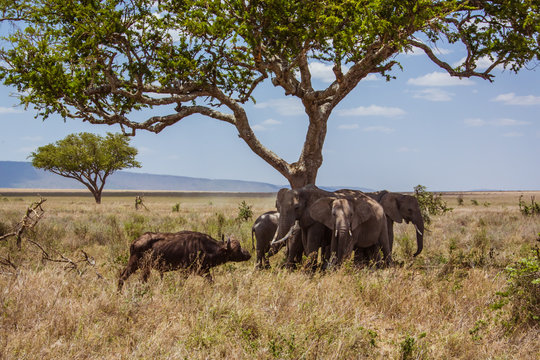 African landscape elephants are protected against buffalo