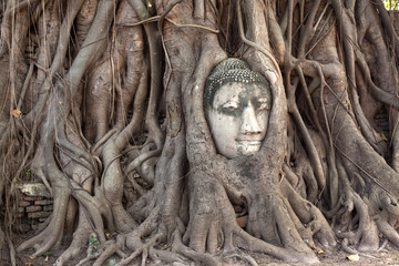 tête de bouddha prisonnière des racines, Thaïlande