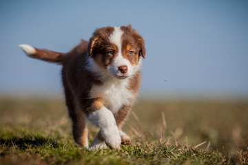 Australian Shepherd Welpe in Bewegung