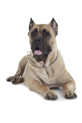 Cane Corso dog on white background