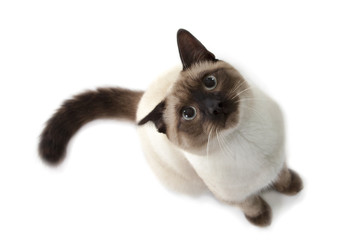 Obraz premium Siamese cat