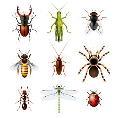 Set of insects on white background
