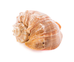 Sea shell on white background